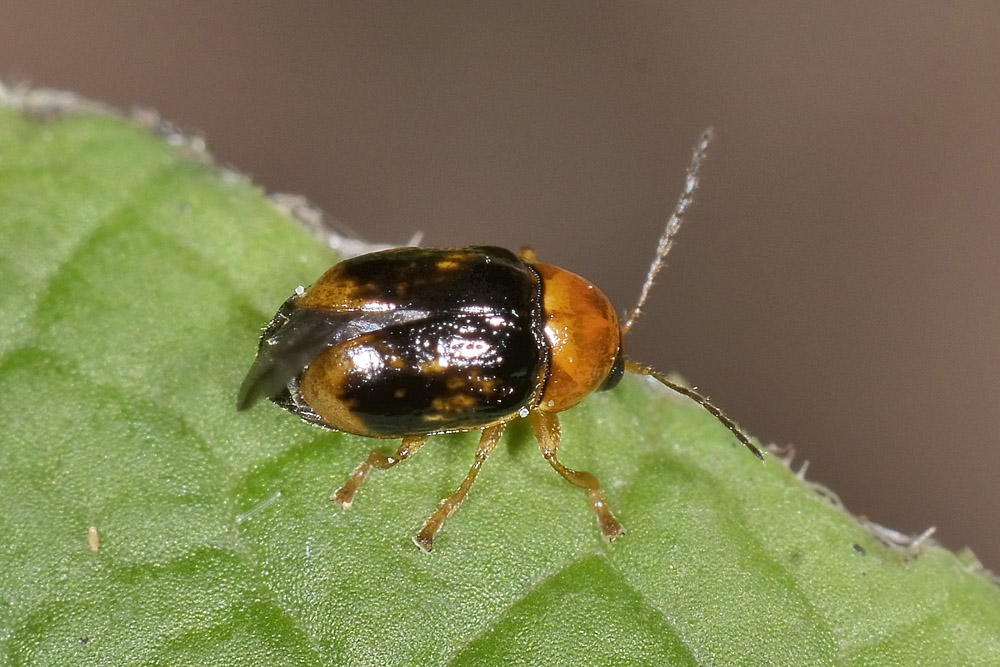 Cryptocephalus cfr. pusillus, Chrysomelidae